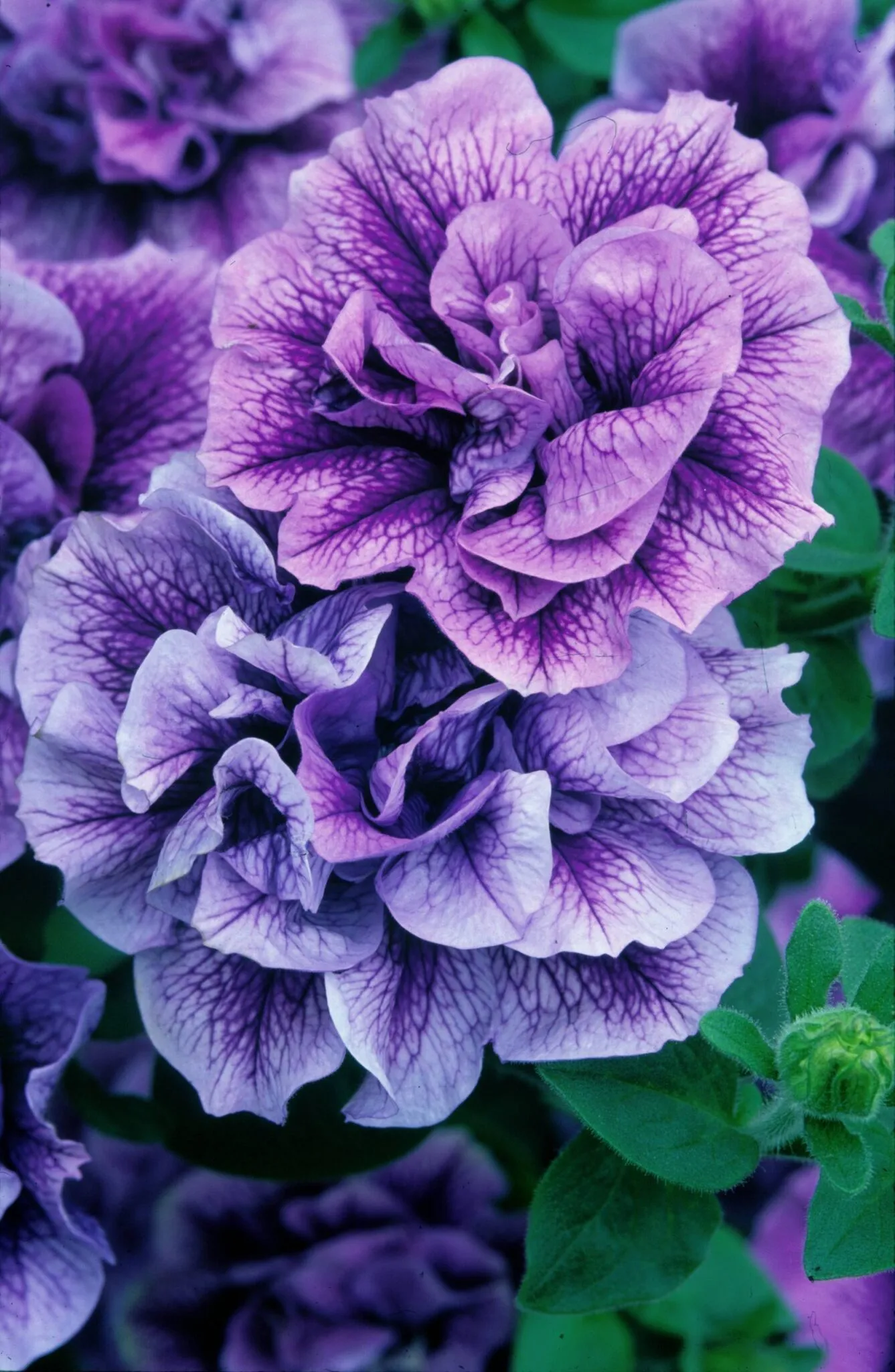 Петуния тумбелина Присцила